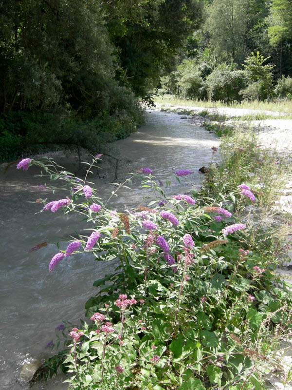 risalita del Torrente Centa.......seconda parte