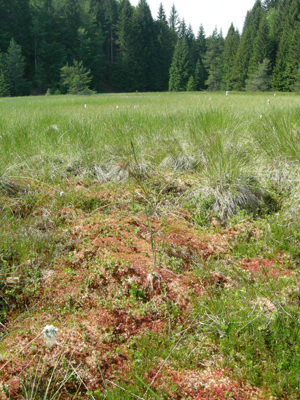 Drosera rotundifolia.....e suo habitat (Trentino)