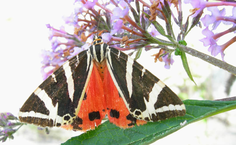 risalita del Torrente Centa.......seconda parte