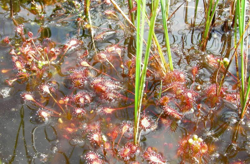 Drosera rotundifolia.....e suo habitat (Trentino)