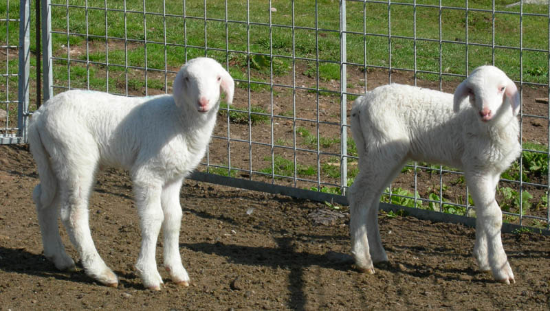 Cimon di Busa della Neve  m. 2574.......escursione