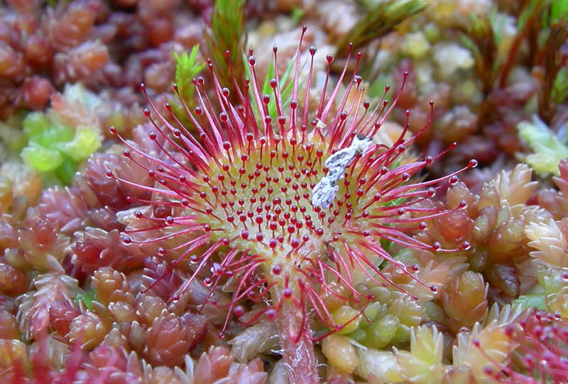 Drosera rotundifolia.....e suo habitat (Trentino)
