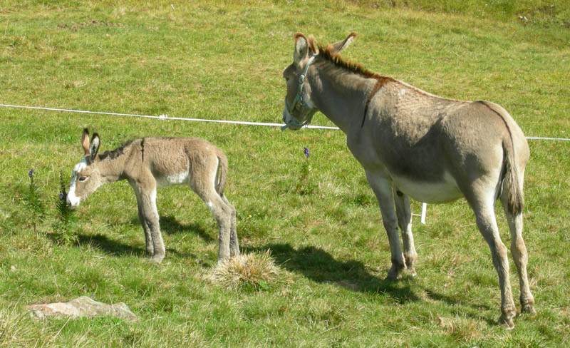 Cimon di Busa della Neve  m. 2574.......escursione