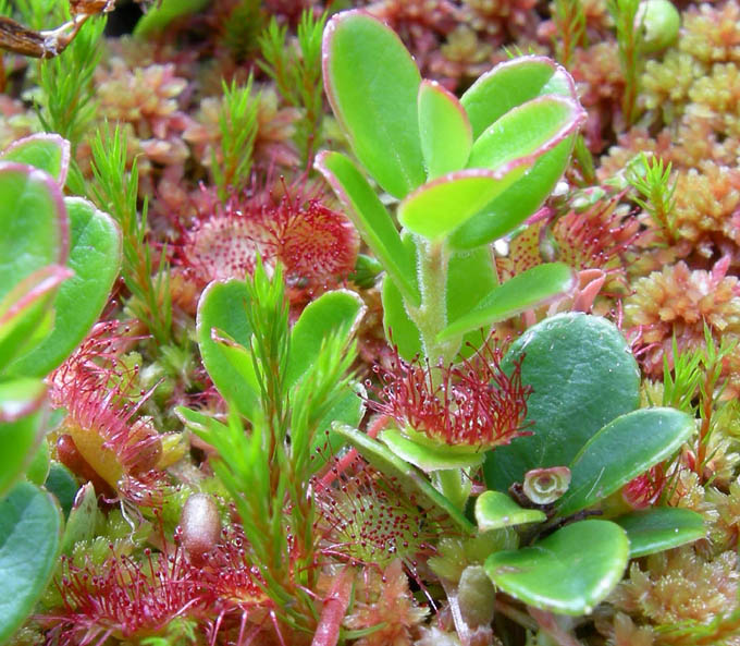 Drosera rotundifolia.....e suo habitat (Trentino)
