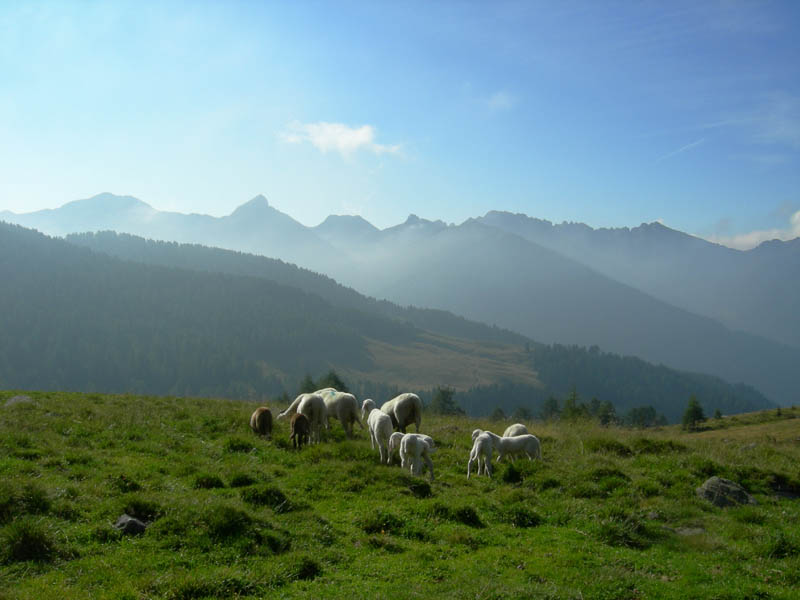 Cimon di Busa della Neve  m. 2574.......escursione