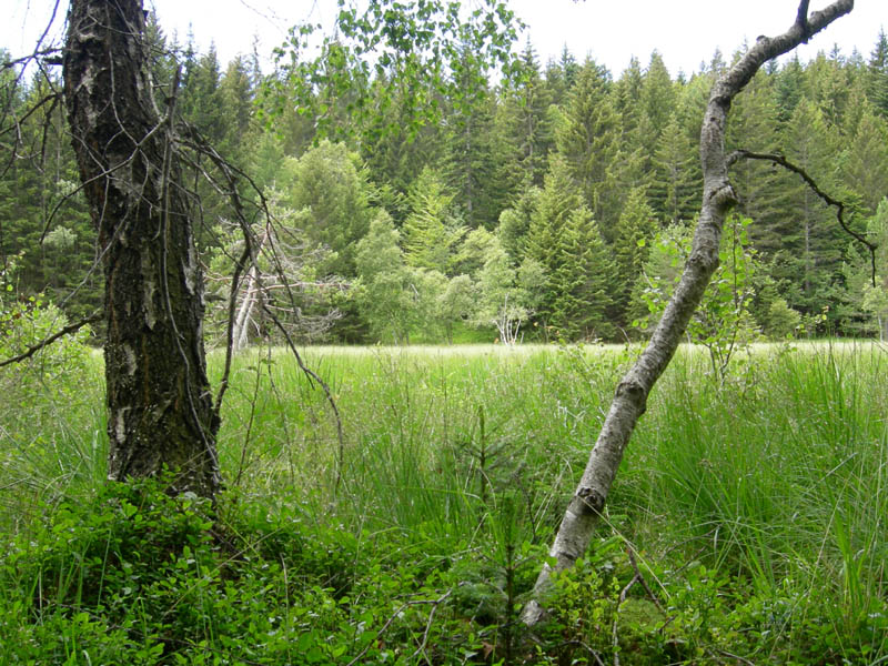 Drosera rotundifolia.....e suo habitat (Trentino)