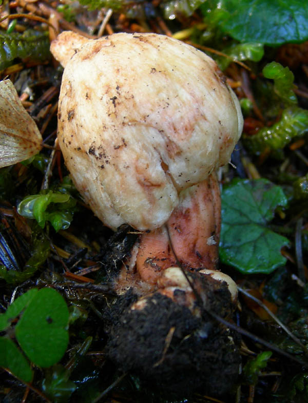 7 funghi dalla Carinzia (Austria)