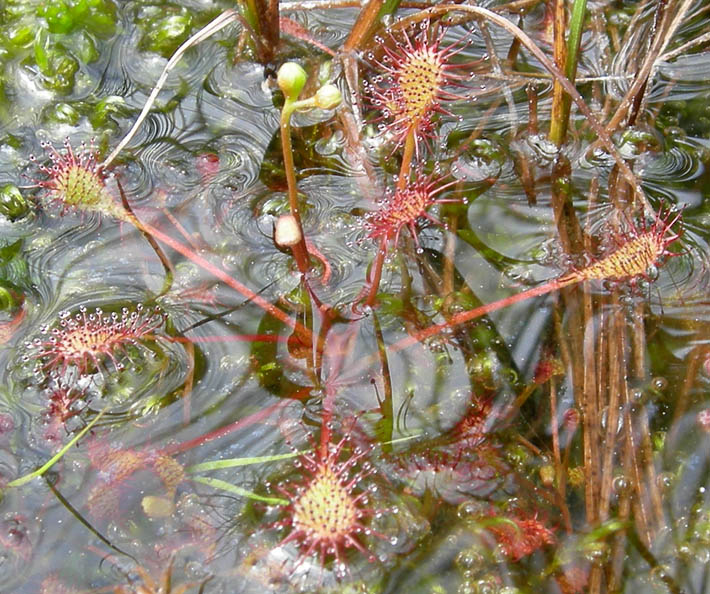 Drosera rotundifolia.....e suo habitat (Trentino)