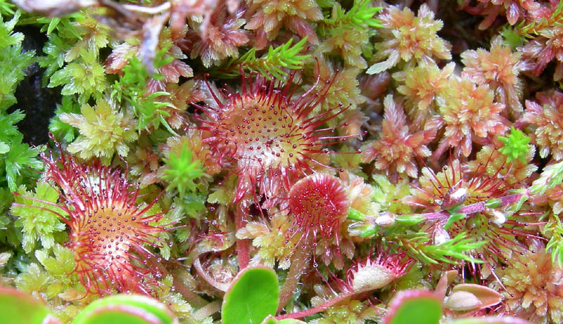 Drosera rotundifolia.....e suo habitat (Trentino)