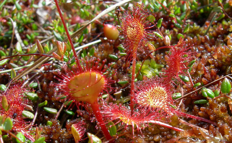 Drosera rotundifolia.....e suo habitat (Trentino)