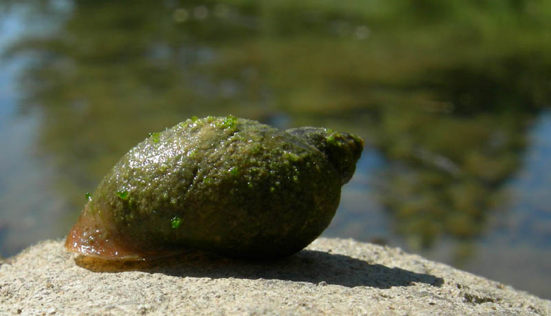 Lymnaea peregra  a Virti di Folgaria (TN)