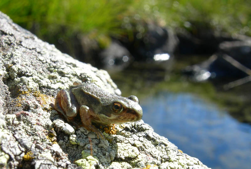 Cimon di Busa della Neve  m. 2574.......escursione