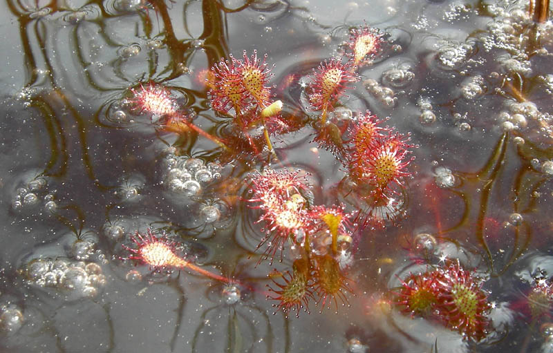 Drosera rotundifolia.....e suo habitat (Trentino)