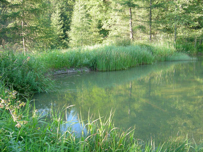 Lymnaea peregra  a Virti di Folgaria (TN)