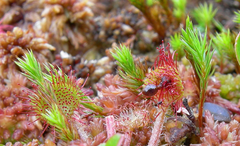 Drosera rotundifolia.....e suo habitat (Trentino)