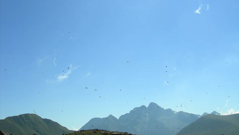 Cimon di Busa della Neve  m. 2574.......escursione