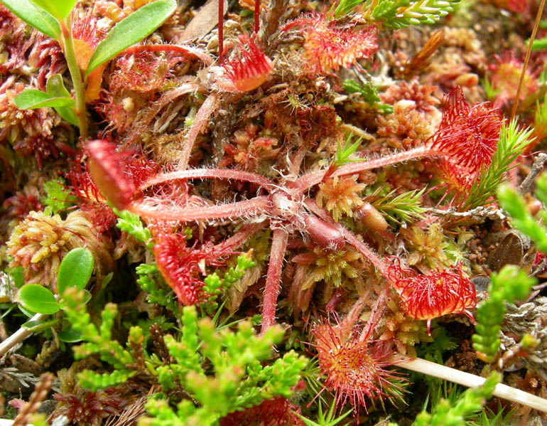 Drosera rotundifolia.....e suo habitat (Trentino)