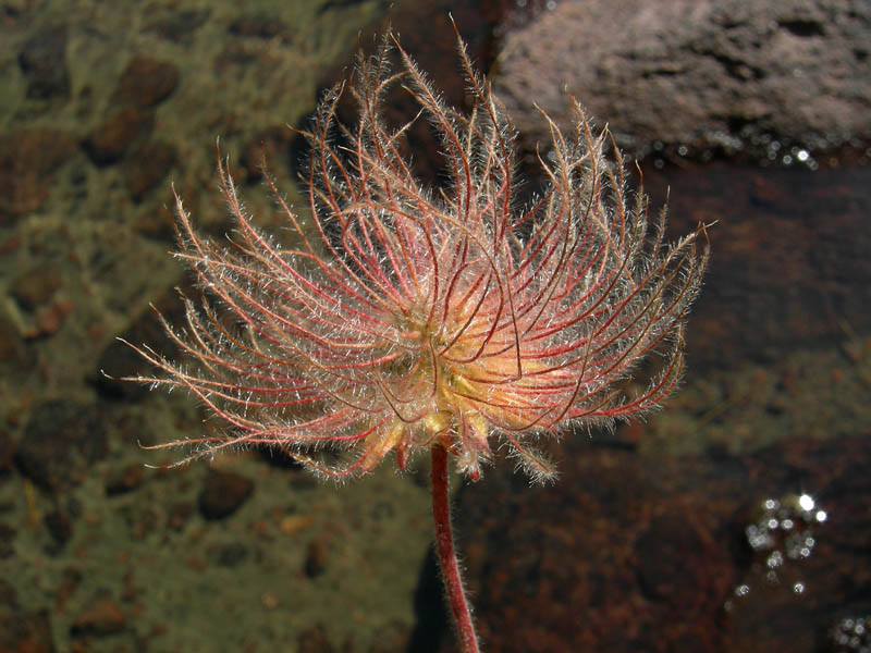 Cimon di Busa della Neve  m. 2574.......escursione