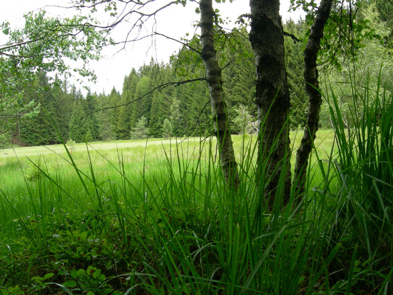 Drosera rotundifolia.....e suo habitat (Trentino)