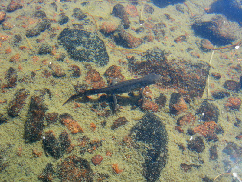 Cimon di Busa della Neve  m. 2574.......escursione