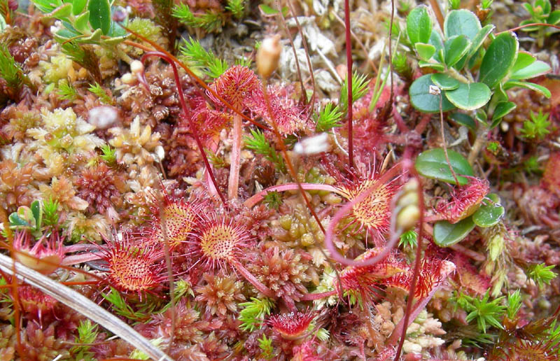 Drosera rotundifolia.....e suo habitat (Trentino)
