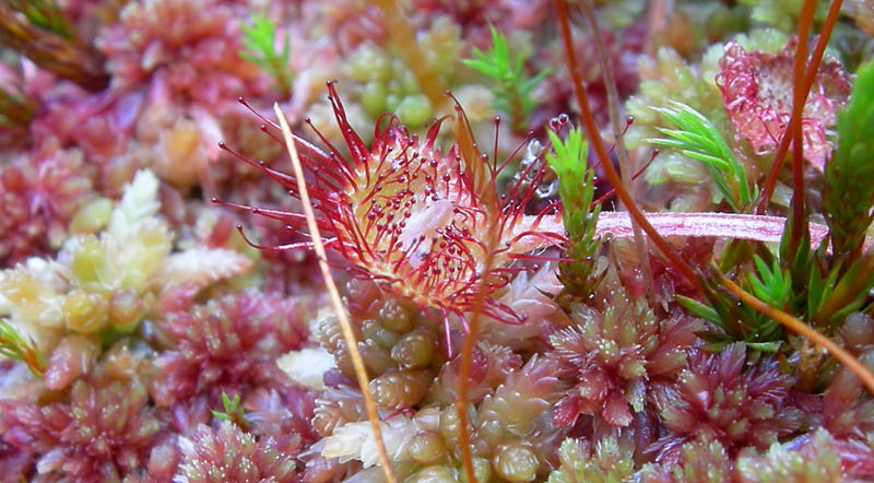Drosera rotundifolia.....e suo habitat (Trentino)