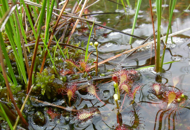 Drosera rotundifolia.....e suo habitat (Trentino)