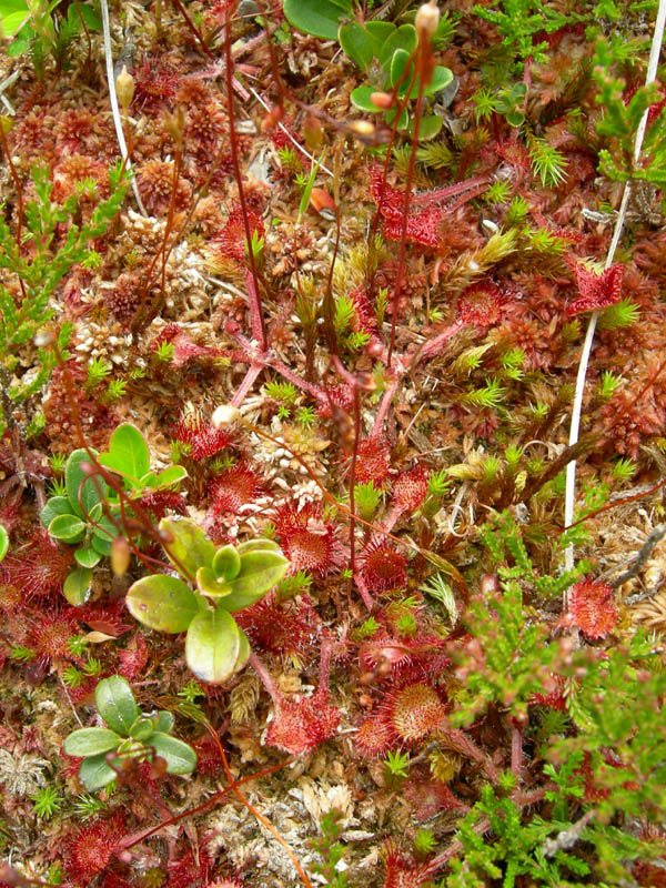 Drosera rotundifolia.....e suo habitat (Trentino)