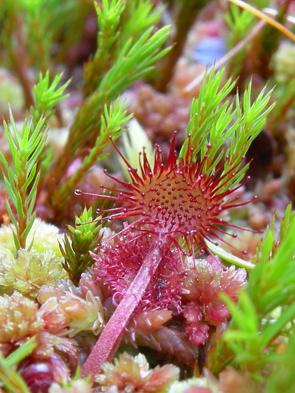 Drosera rotundifolia.....e suo habitat (Trentino)