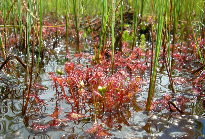 Drosera rotundifolia.....e suo habitat (Trentino)