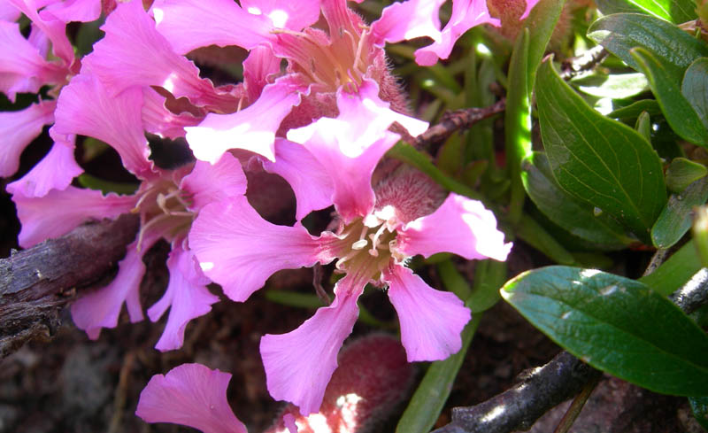 Cimon di Busa della Neve  m. 2574.......escursione