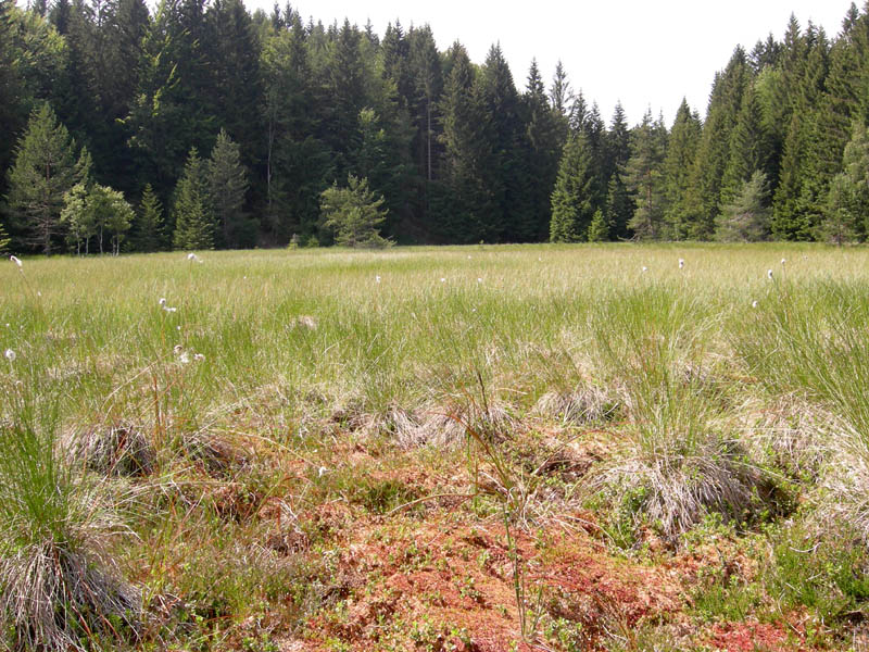 Drosera rotundifolia.....e suo habitat (Trentino)