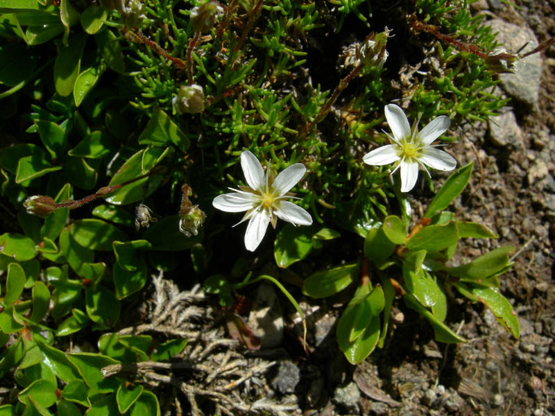 Cimon di Busa della Neve  m. 2574.......escursione