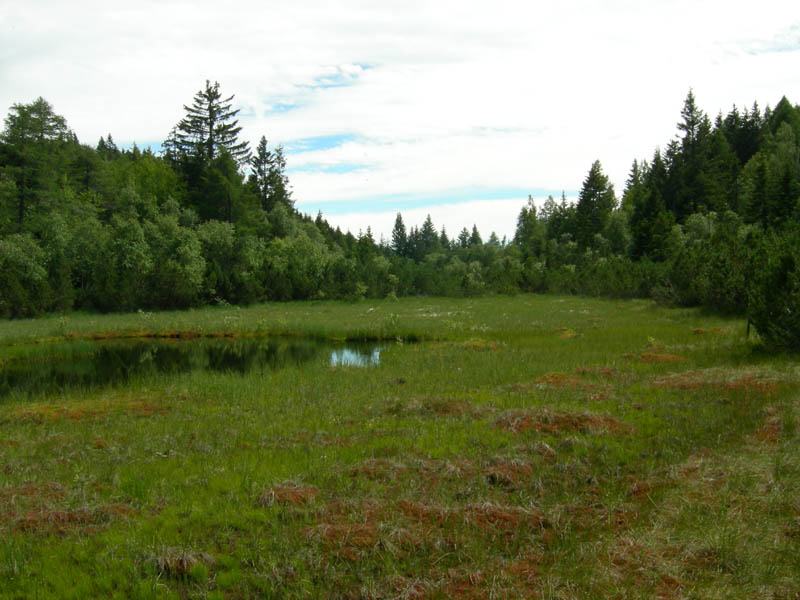 Drosera rotundifolia.....e suo habitat (Trentino)