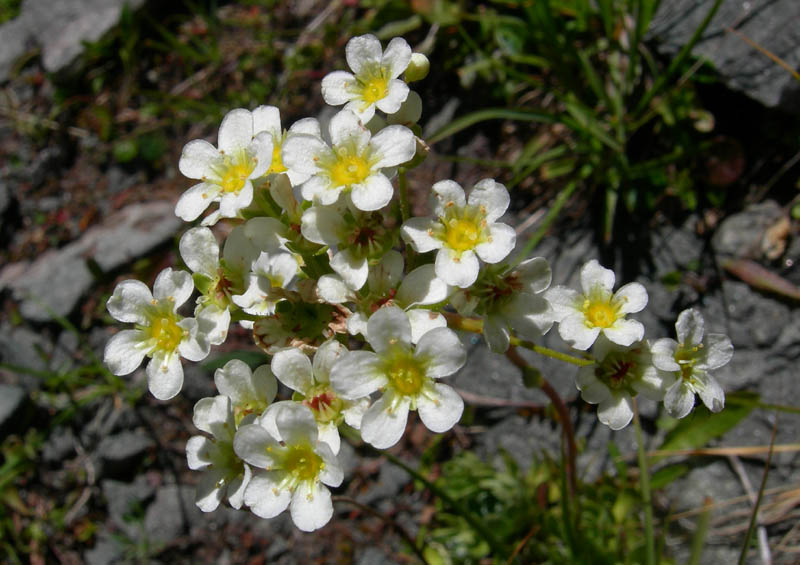 Cimon di Busa della Neve  m. 2574.......escursione