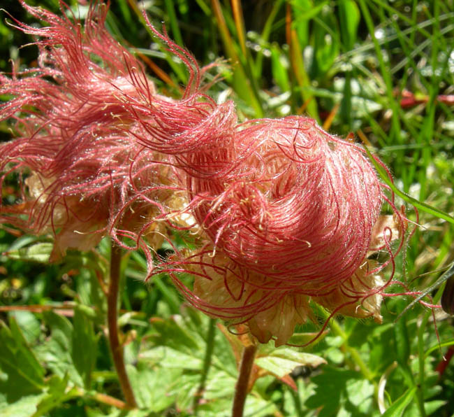 Cimon di Busa della Neve  m. 2574.......escursione