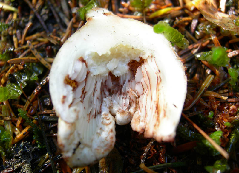 7 funghi dalla Carinzia (Austria)