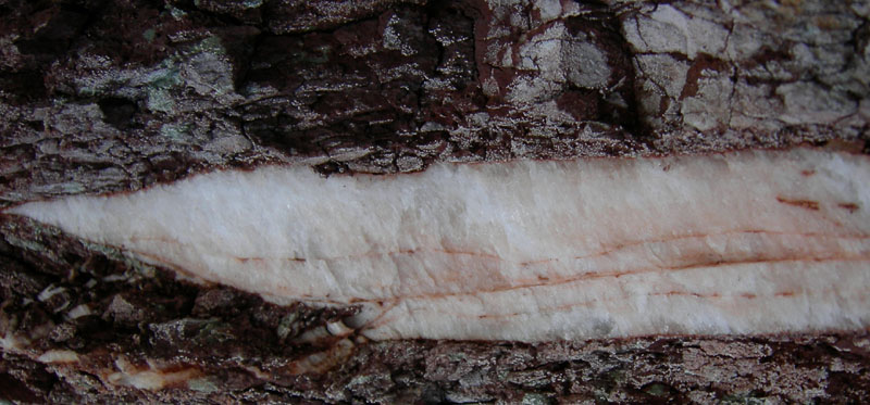 Sentiero geologico 