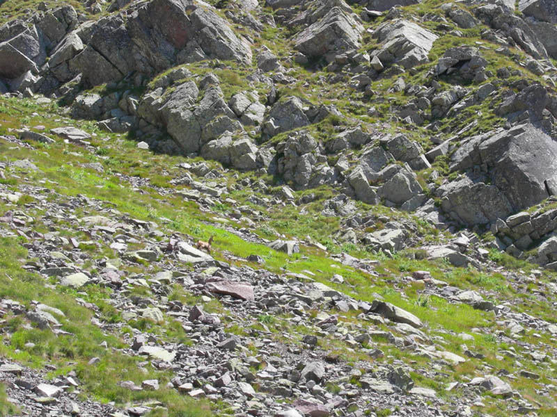 Cimon di Busa della Neve  m. 2574.......escursione