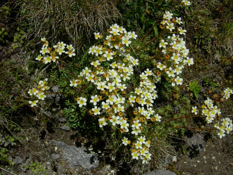 Cimon di Busa della Neve  m. 2574.......escursione