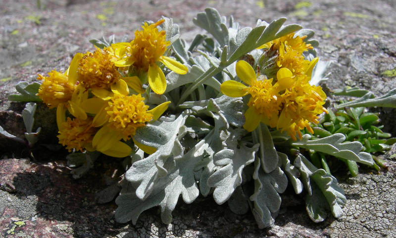 Cimon di Busa della Neve  m. 2574.......escursione