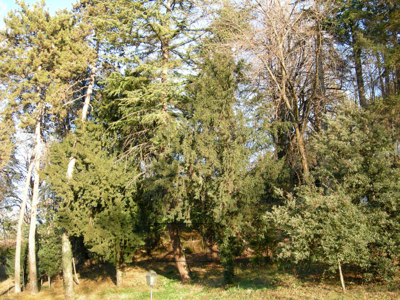 la sequoia che ormai non c'' pi......(Villazzano - TN)