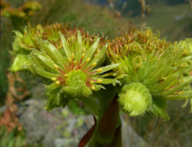 Cimon di Busa della Neve  m. 2574.......escursione