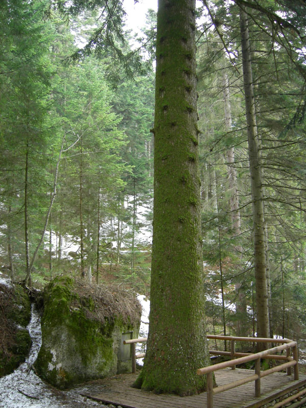 l''Abete bianco pi alto d''Europa...(Lavarone - TN)