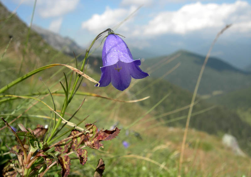 Cimon di Busa della Neve  m. 2574.......escursione