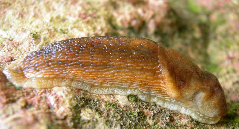 Arion cf.subfuscus - da Monte Reale (TN)