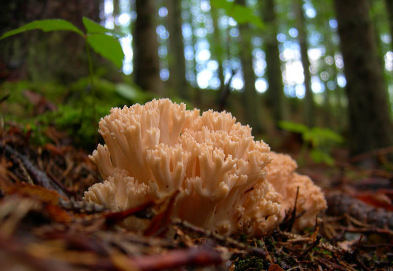 7 funghi dalla Carinzia (Austria)