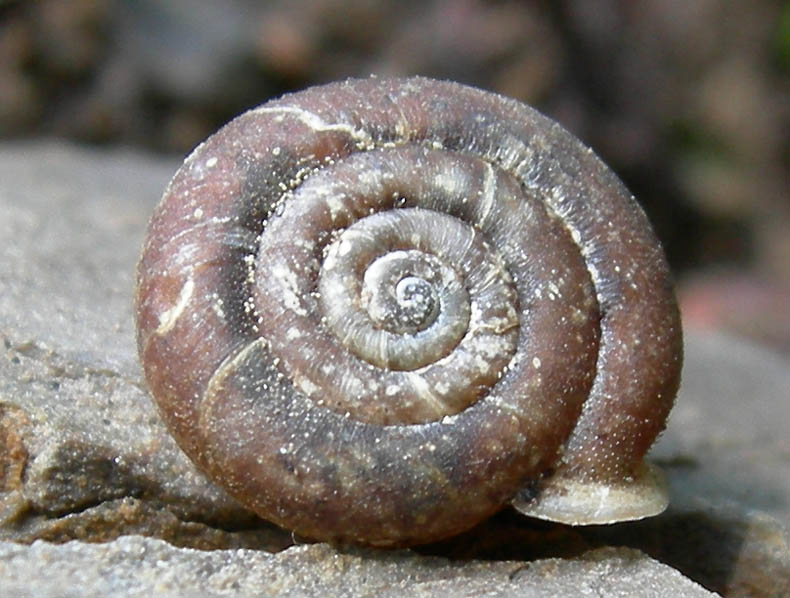 un 