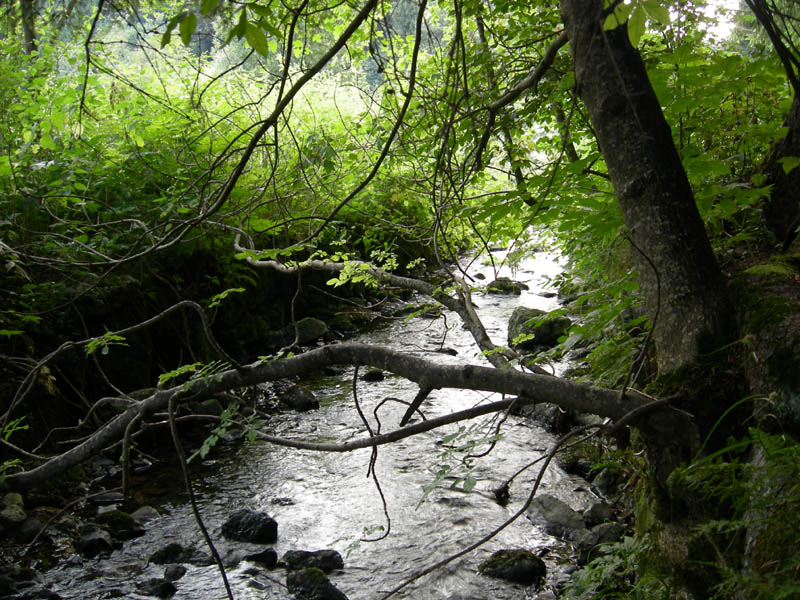 alle sorgenti del Torrente Centa.....prima parte