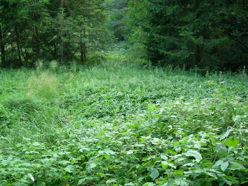 alle sorgenti del Torrente Centa.....prima parte